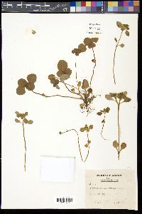 Media resource of Chrysosplenium fauriae