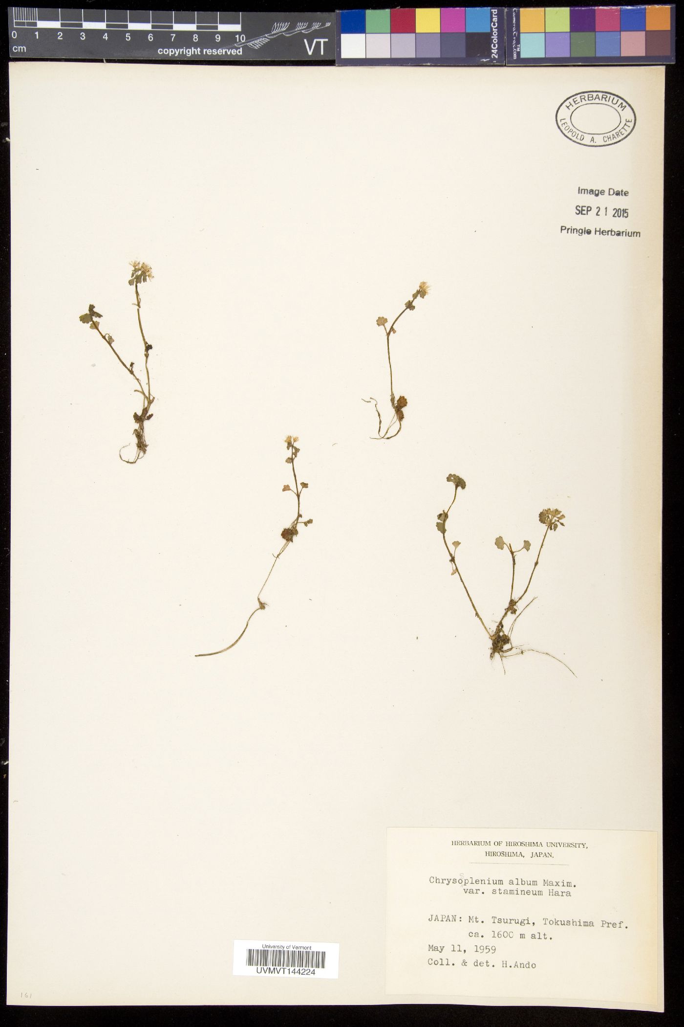 Chrysosplenium album image