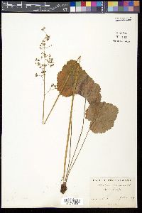Heuchera americana image