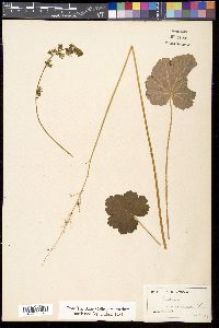 Heuchera americana image