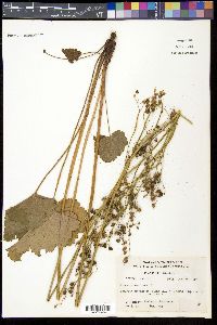 Heuchera americana image