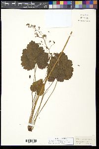 Heuchera americana image