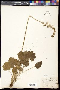Heuchera americana image