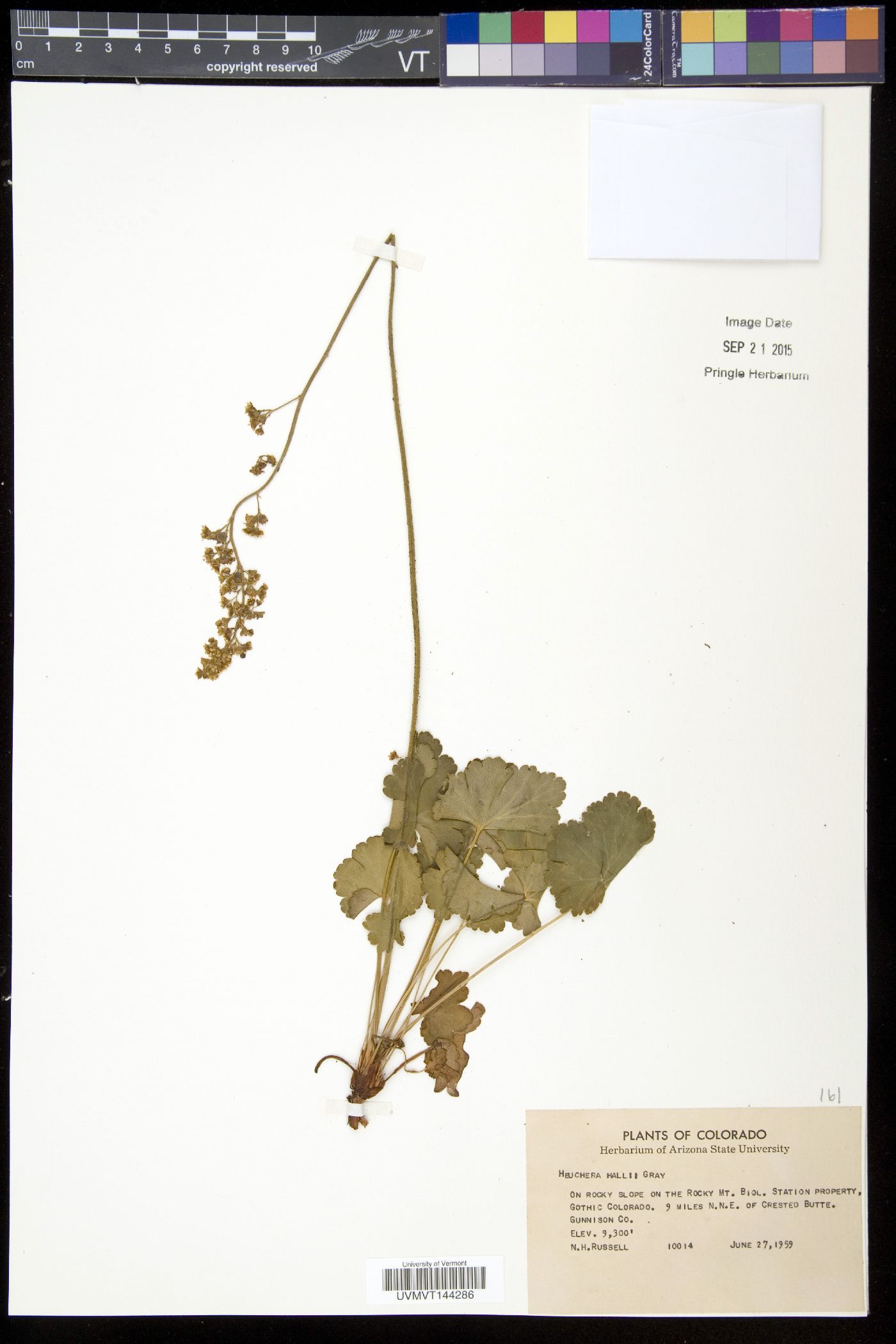 Heuchera hallii image