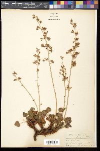 Heuchera elegans image