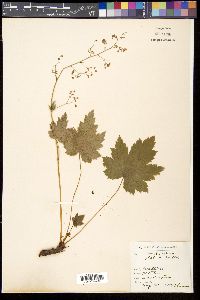 Heuchera glabra image