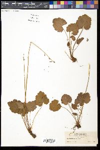 Heuchera parvifolia image