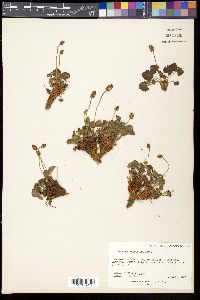 Heuchera parviflora image