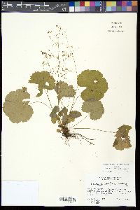 Heuchera parviflora image
