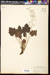 Heuchera micrantha image