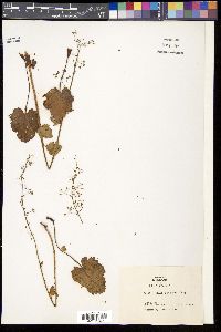 Heuchera micrantha image