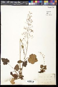 Heuchera micrantha image