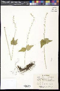 Mitella diphylla image