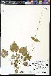 Mitella diphylla image