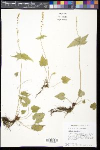 Mitella diphylla image