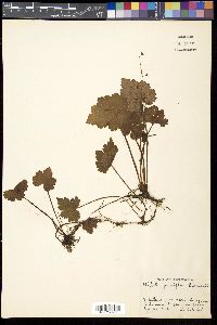 Media resource of Asimitellaria pauciflora