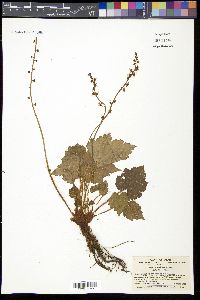Media resource of Asimitellaria koshiensis