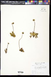 Micranthes rhomboidea image