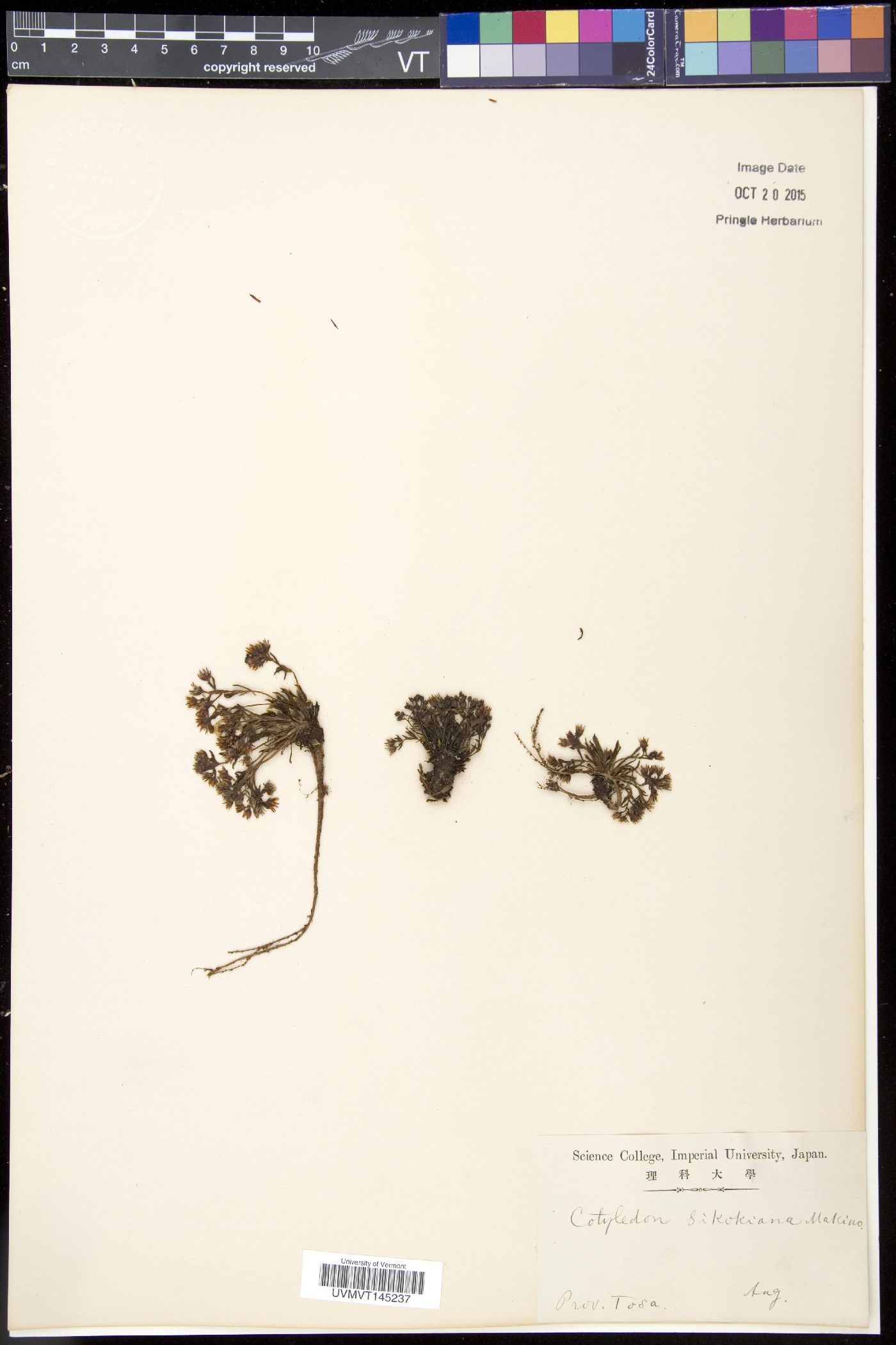 Meterostachys sikokianus image