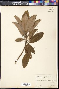 Daphniphyllum macropodum image
