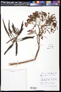 Bryophyllum daigremontianum image