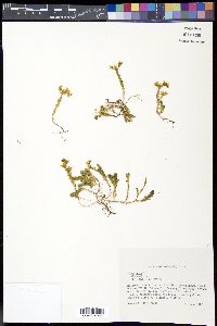 Sedum acre image