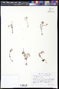 Sedum smallii image