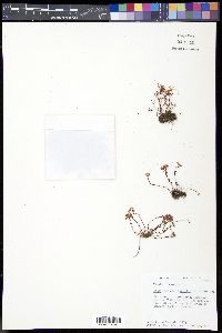 Sedum smallii image