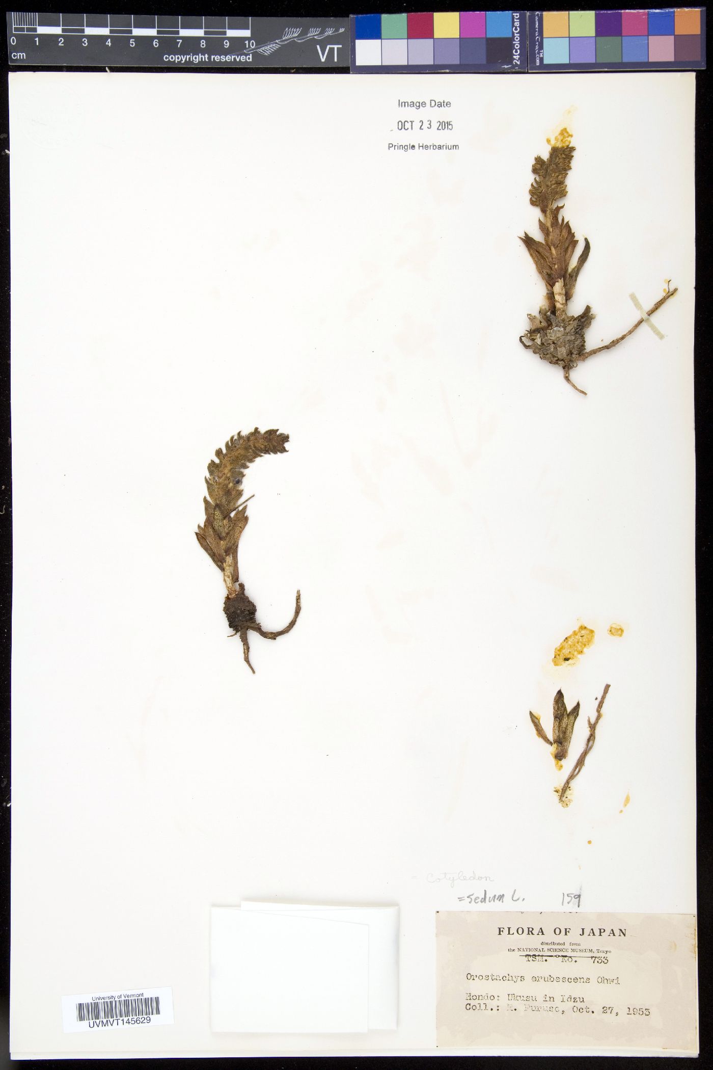 Orostachys spinosa image