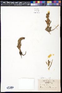 Orostachys spinosa image