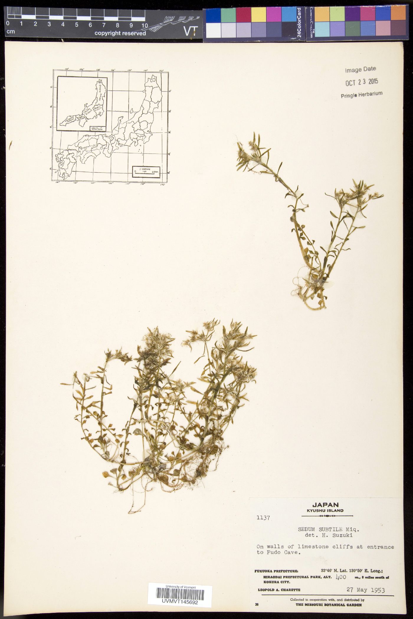 Sedum subtile image