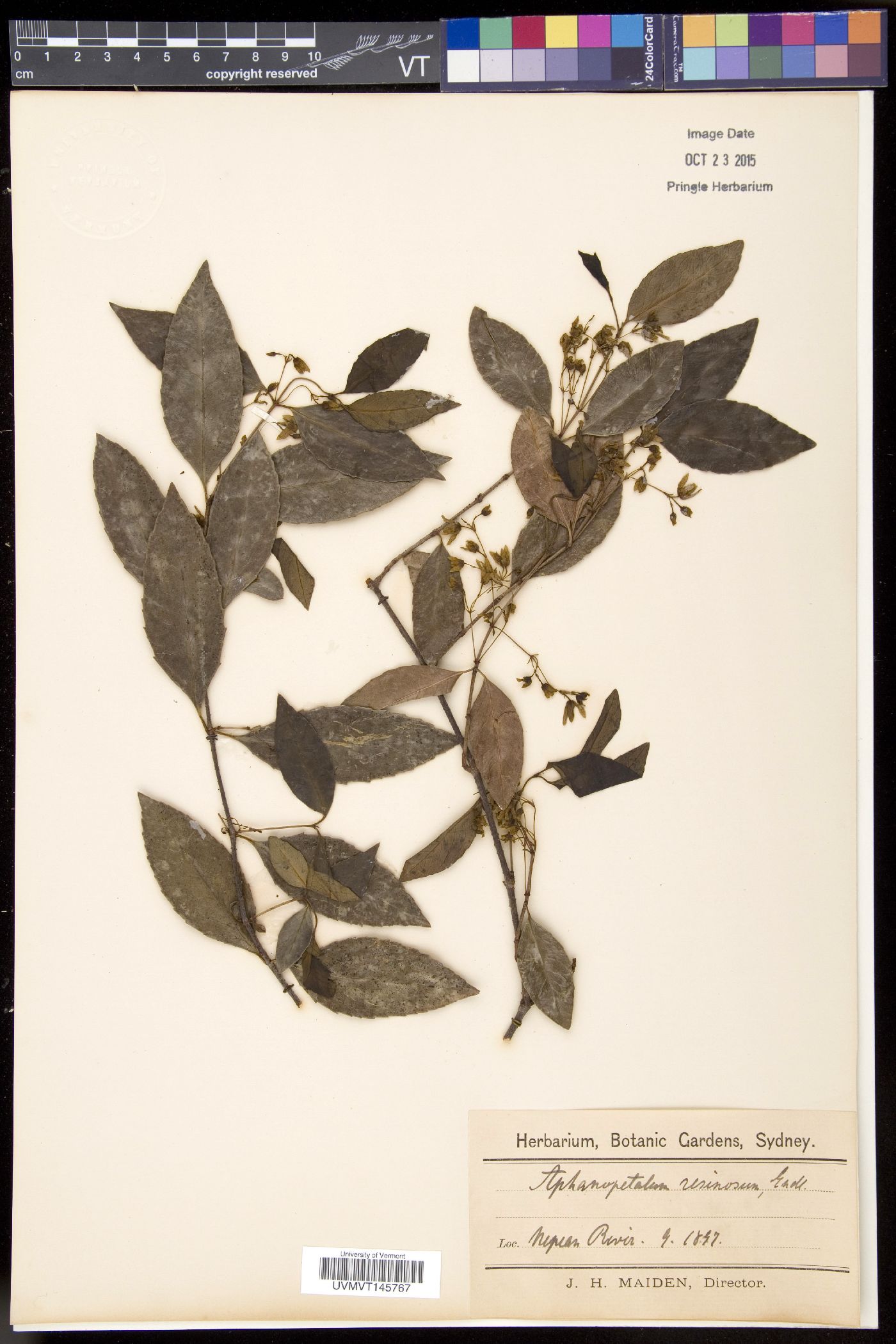 Aphanopetalum image
