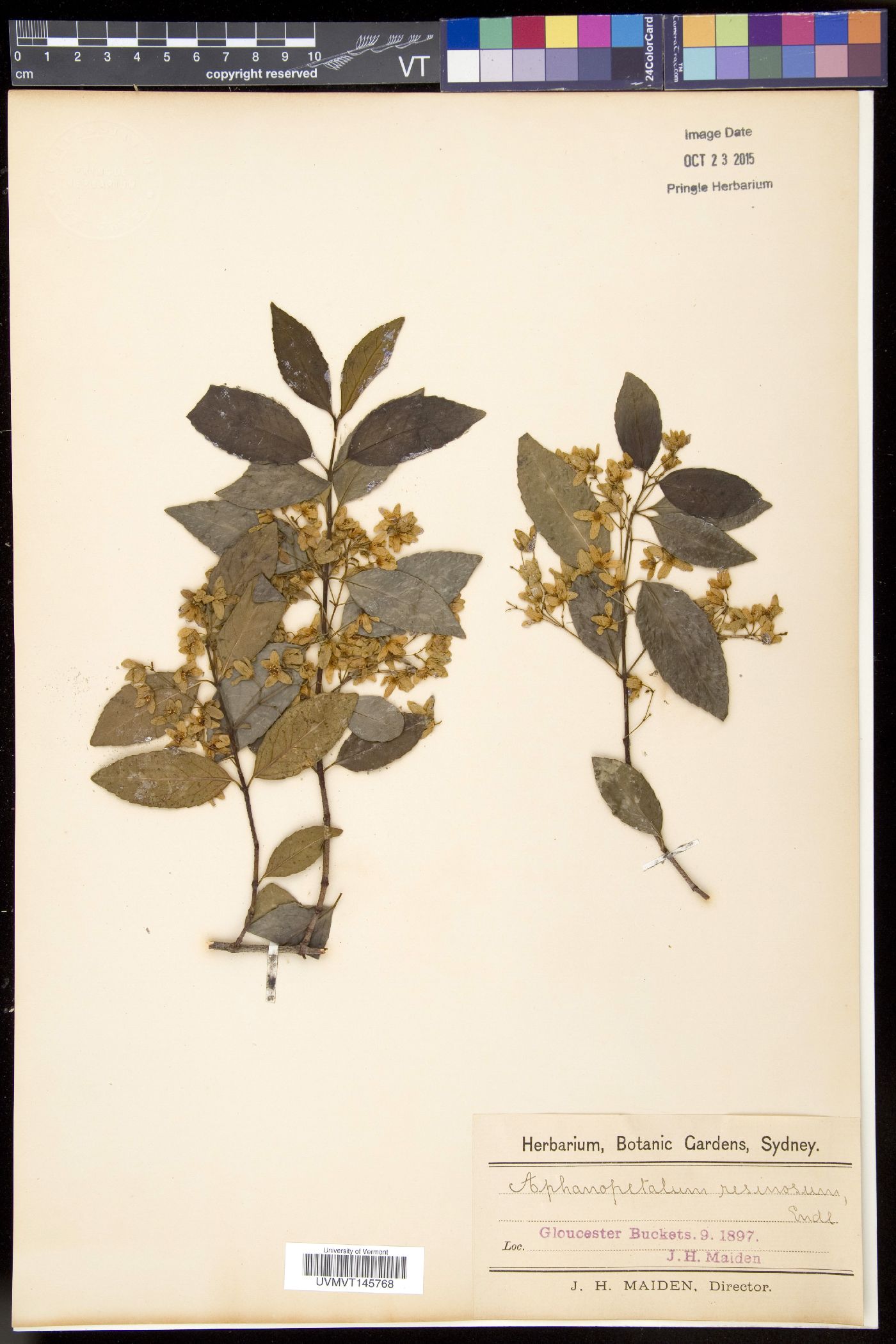 Aphanopetalum image