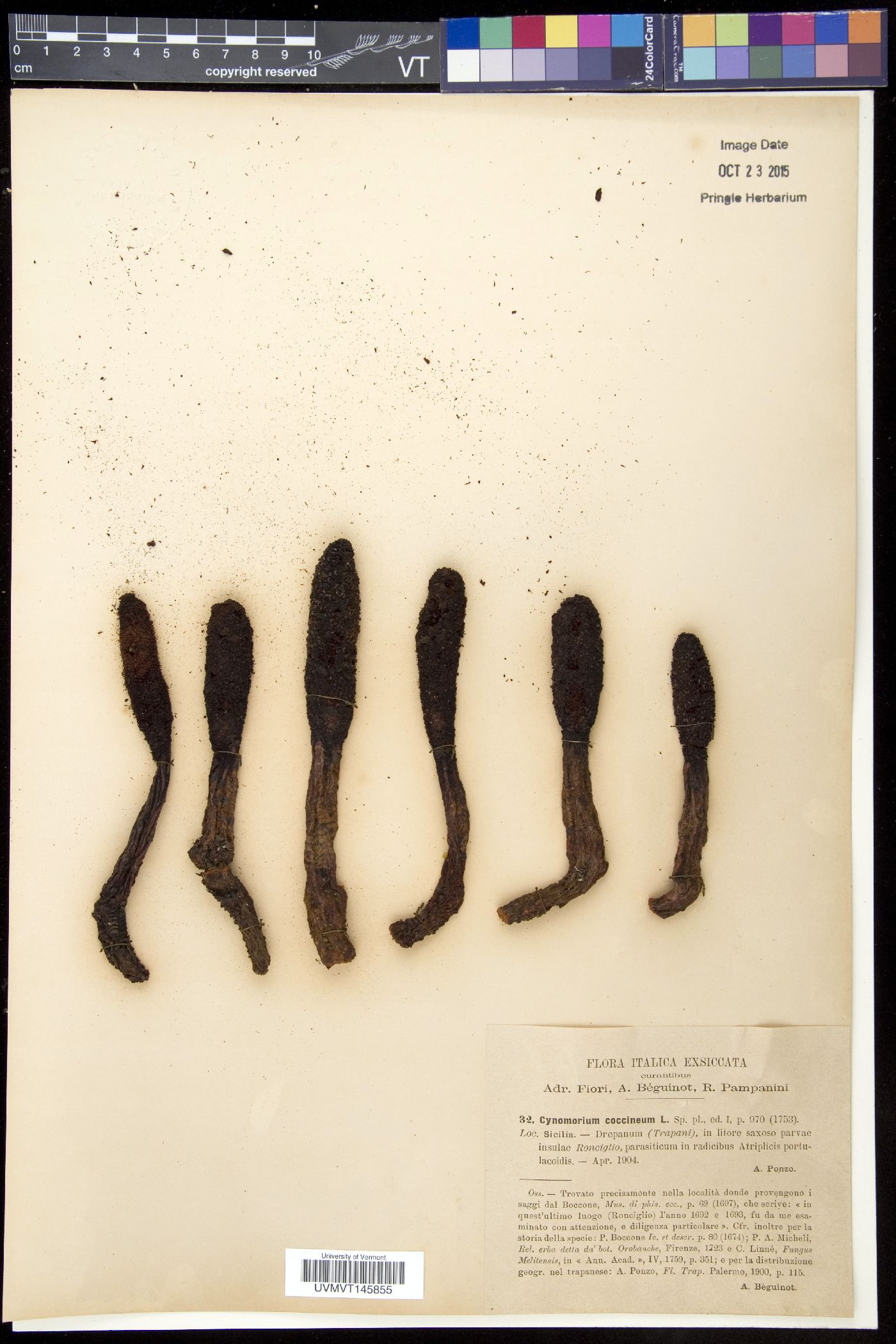 Cynomoriaceae image