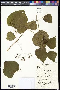 Ampelopsis cordata image