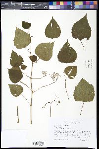 Ampelopsis cordata image