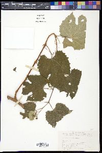 Media resource of Ampelopsis humulifolia