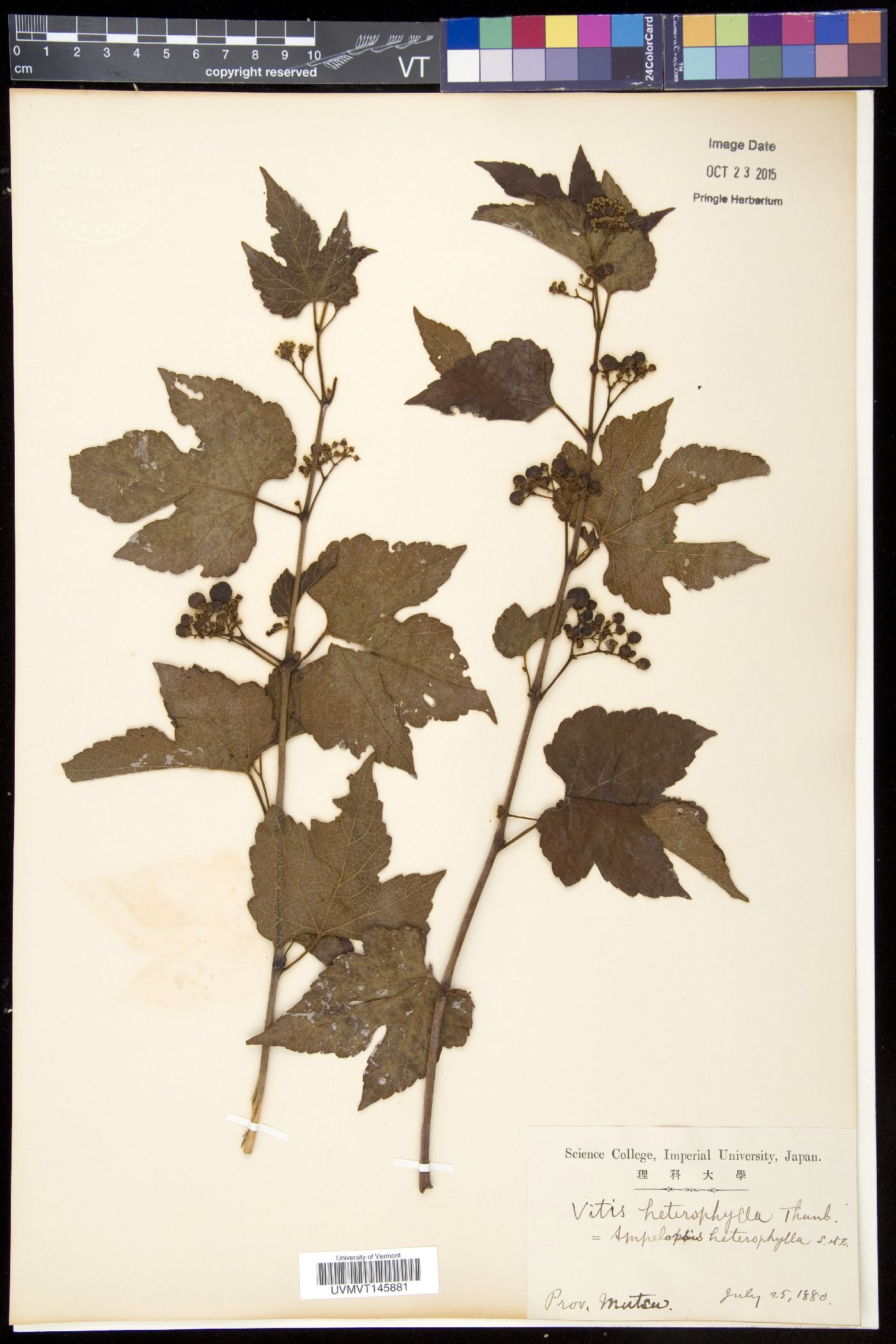Vitis heterophylla image