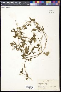 Cissus trifoliata image