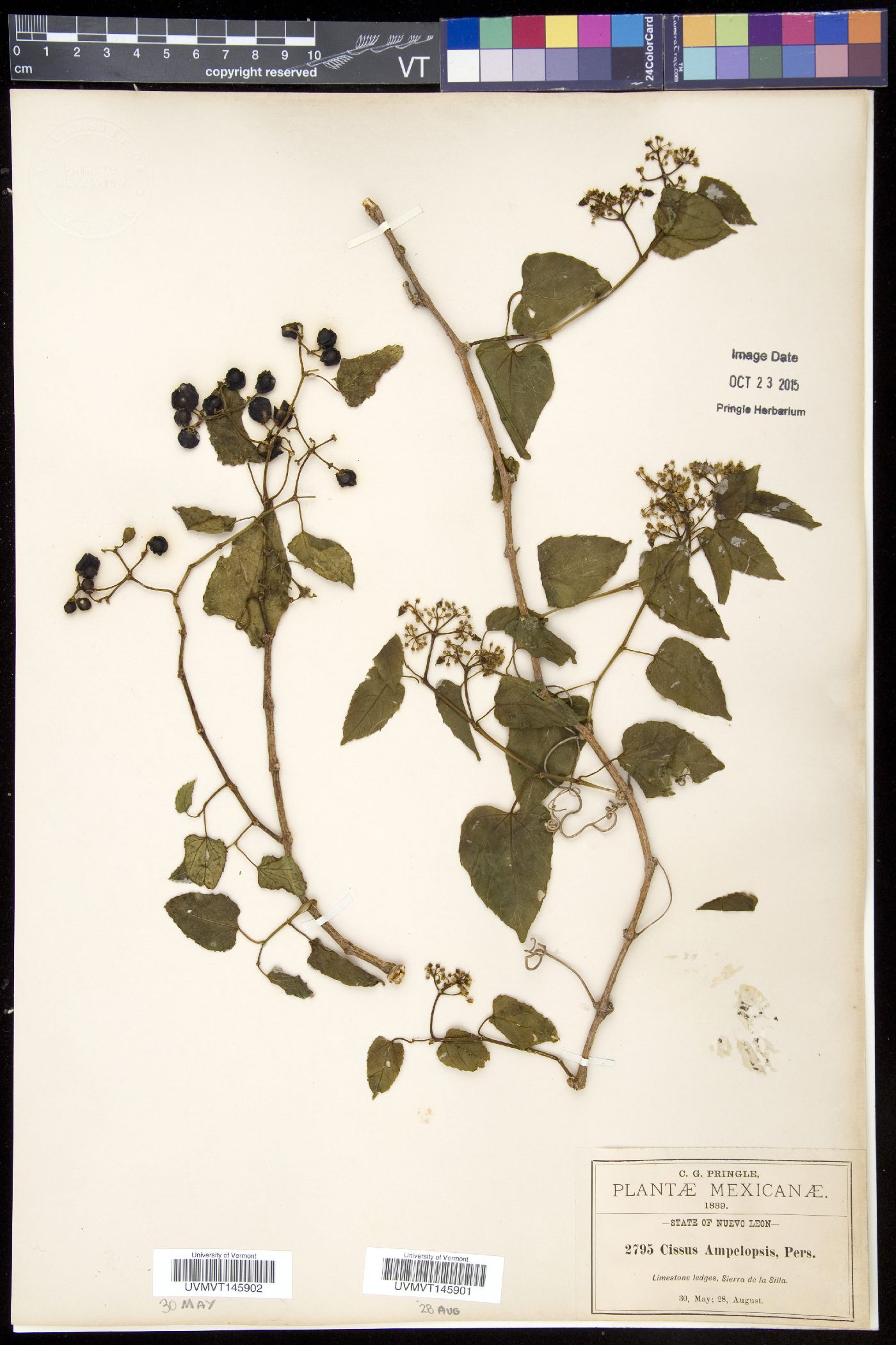 Cissus ampelopsis image