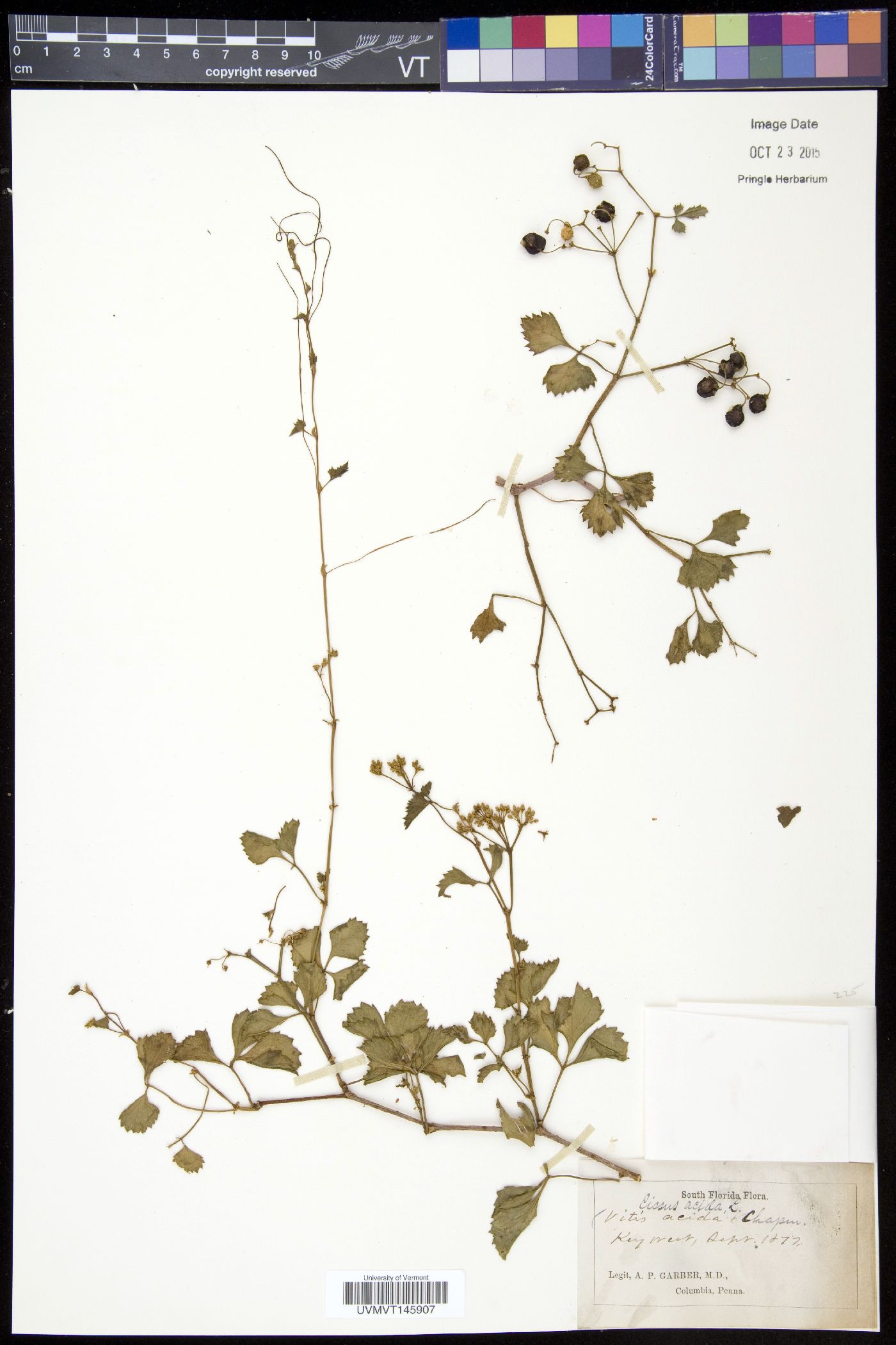 Cissus acida image