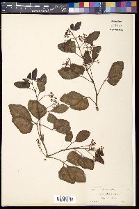Cissus tuberculata image