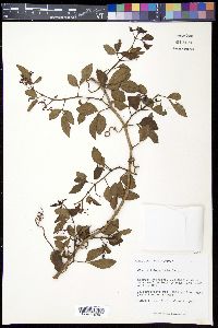 Cissus tuberculata image