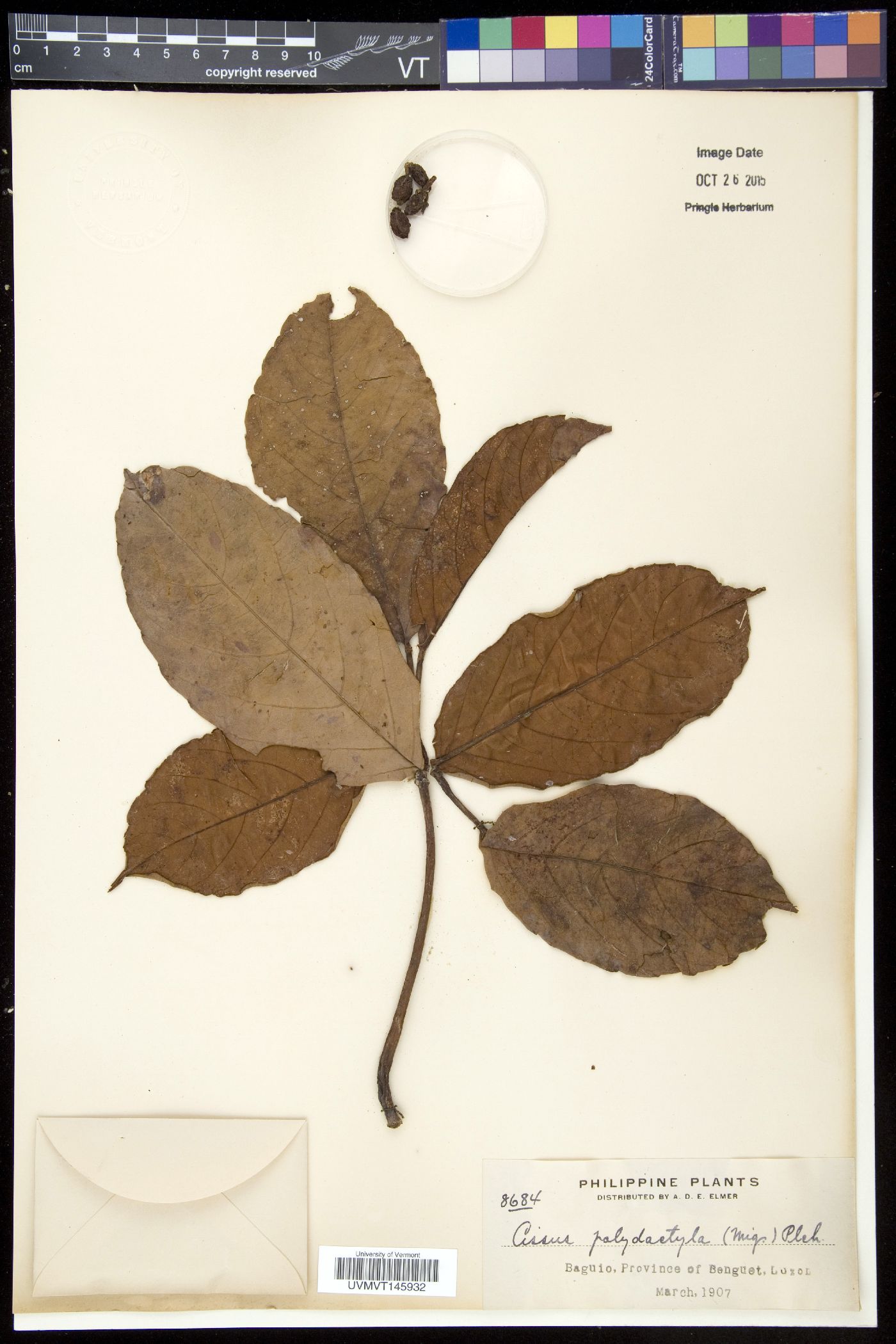 Cayratia polydactyla image