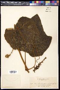 Ampelocissus imperialis image