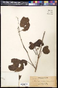 Causonis trifolia image
