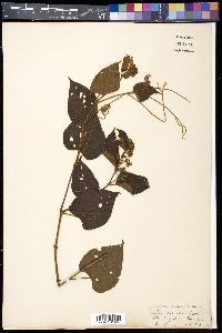 Cissus adnata image