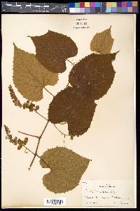 Vitis caribaea image
