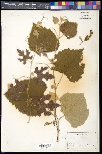 Vitis mustangensis image