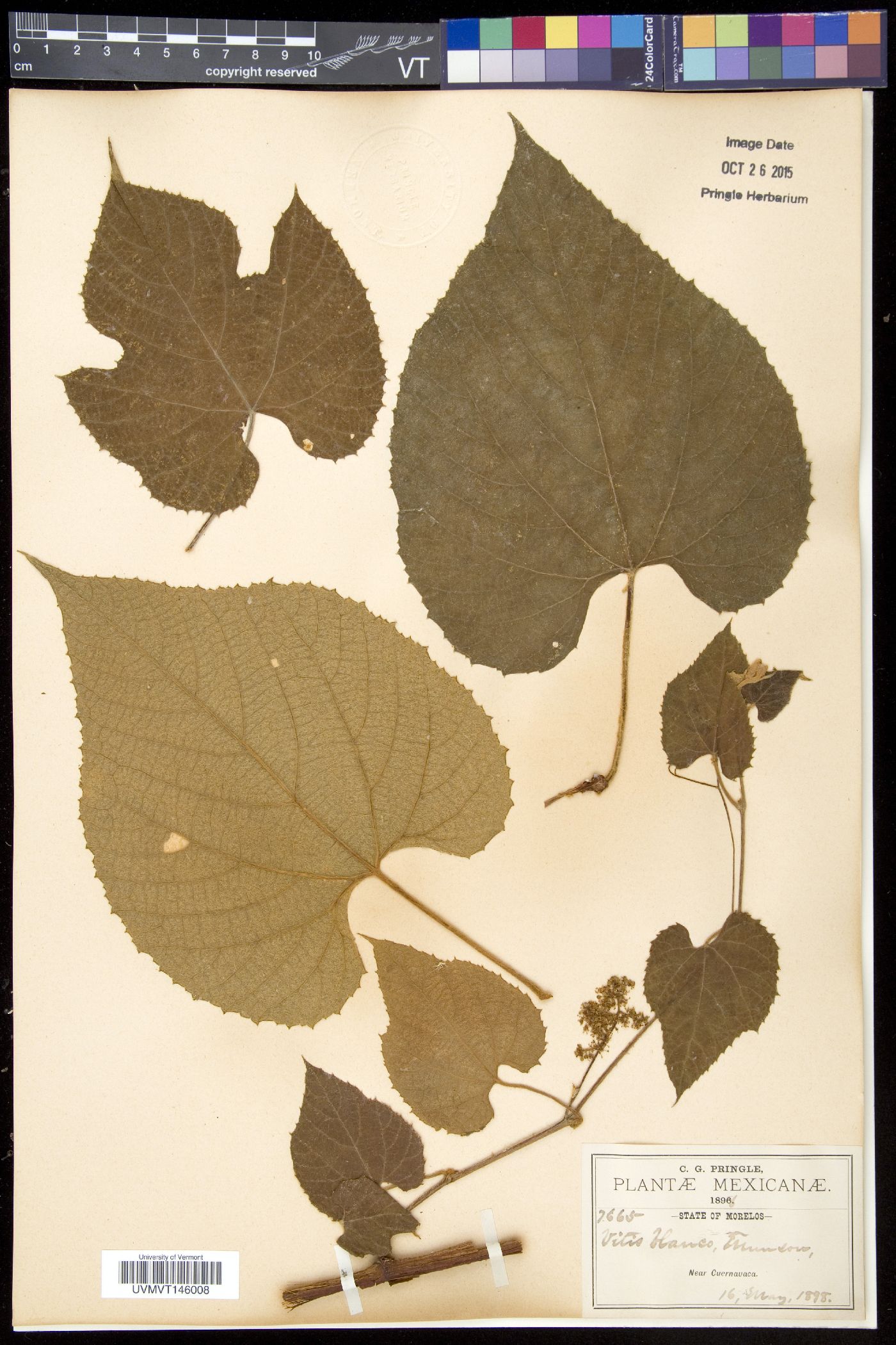 Vitis blancoi image